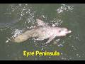 Big Lap - Eyre Peninsula