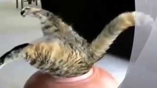 смешные кошки смешные кошки