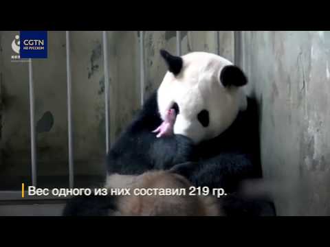 В Чэнду родились два детеныша панды