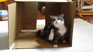 箱が絡むとテンションが上がるねこ。Maru gets excited with the box.