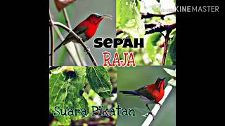 Burung sepah raja masteran kicau mu
