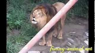 Lion making unstoppable roaring. What's up? , 