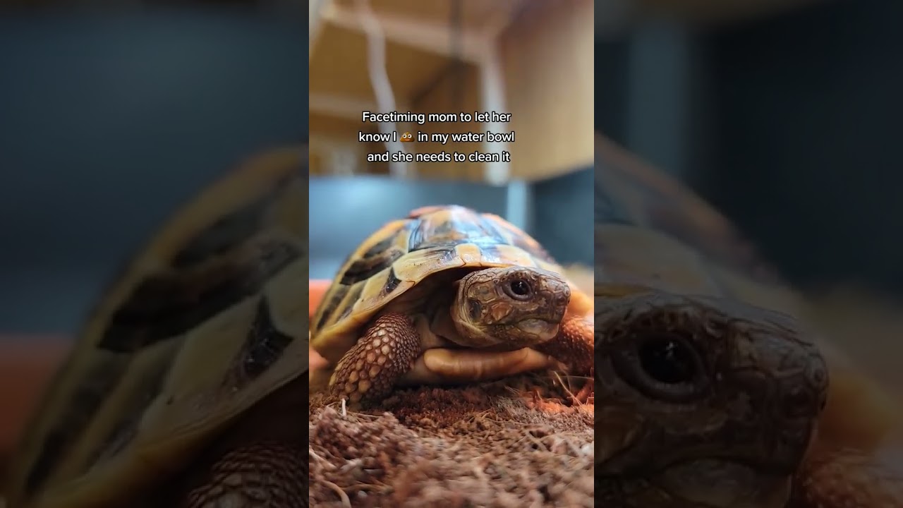 #pettortoise