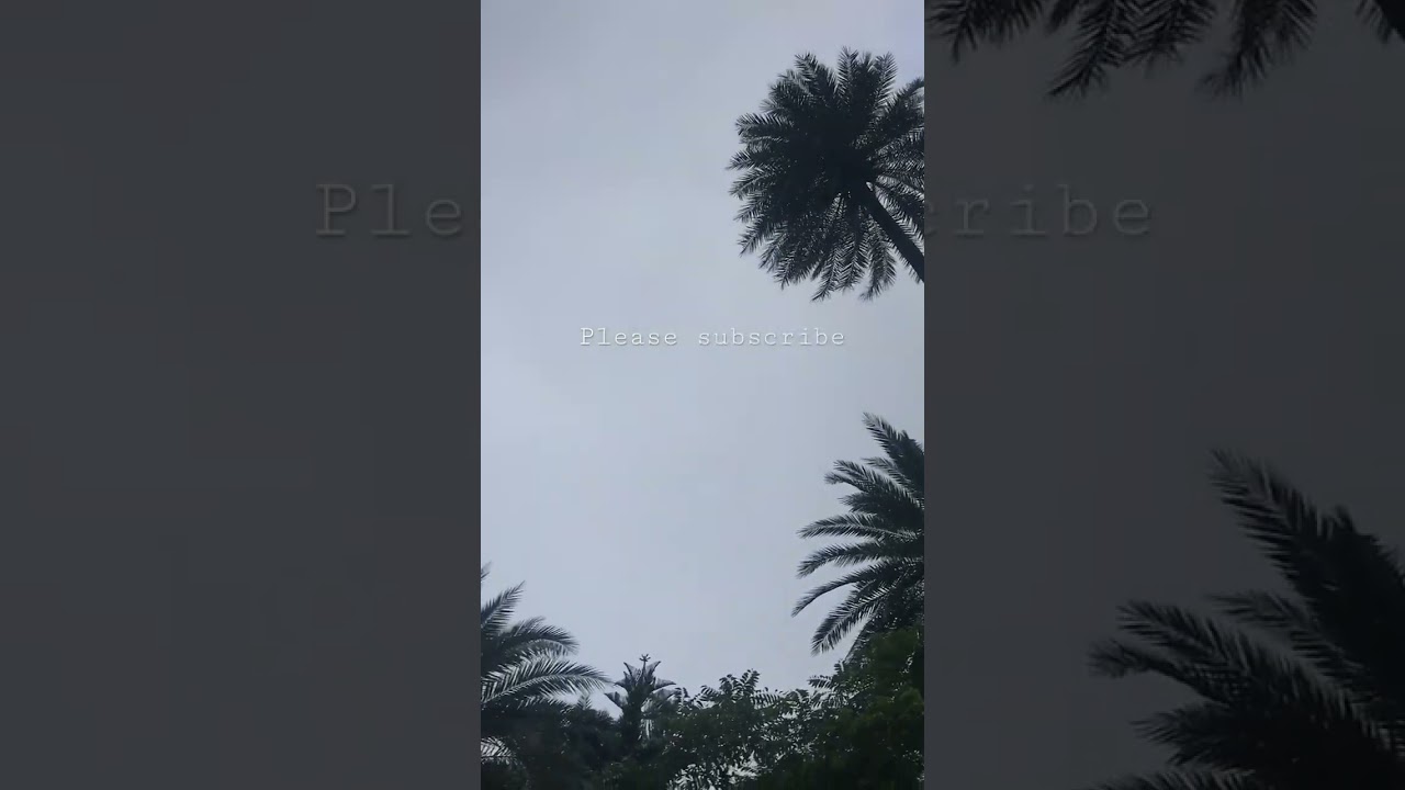 Mount Abu | Hotel sunset View | Tall tree | rainy weather |