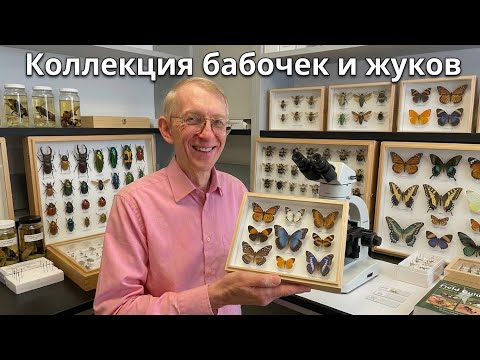 Энтомология. Коллекция жуков, бабочек и ос шершней. BEETLES and MOTHS Collection.
