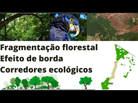 Vídeo: Como é chamada a borda de uma floresta?