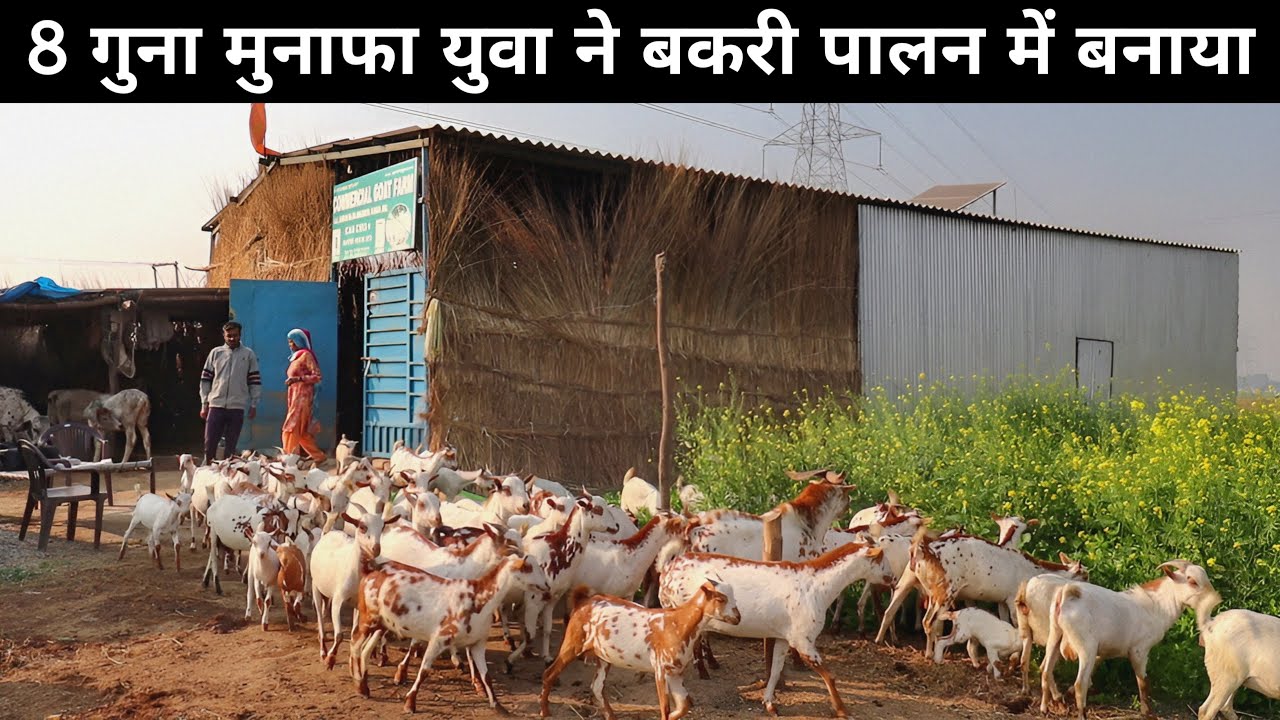 खेत में बना शानदार बकरी फॉर्म देखा ना होगा | Goat Farming | Goat Farm Tour