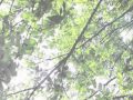 もしも私が空に住んでいたら 岩佐美咲 cover ぶんぶん