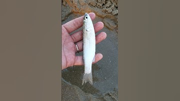 Giải cứu bé cá mắc cạn🐠 #shorst #fish #fishing