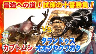 【どっちが強い!?試練の十番勝負編 】第6戦 カブトムシVSタランドゥスオオツヤクワガタ #昆虫バトル by KADOKAWA最強理科チャンネル 31,440 views 8 months ago 3 minutes, 27 seconds