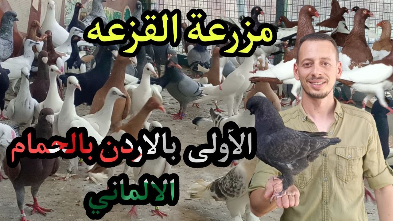 المزرعه الاولى بالاردن والشرق الاوسط للحمام الالماني مزرعة القزعة