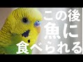 【バス釣り】朝から鳥が魚に襲われた…A bird was attacked by a fish #shorts