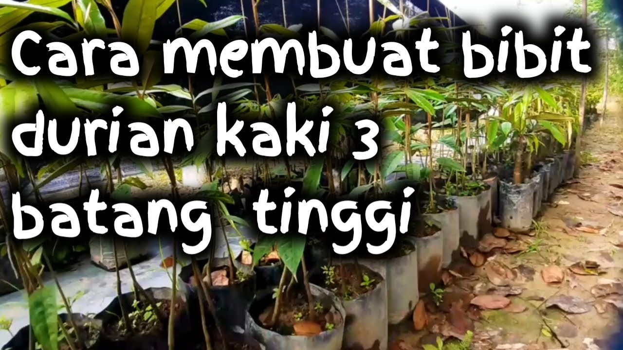 Cara membuat bibit durian kaki 3 batang tinggi
