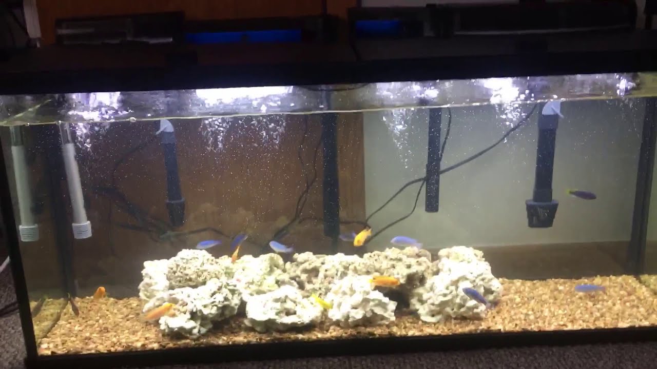 55 gallon African cichlid tank YouTube