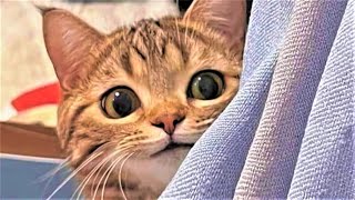Best Funny cat videos 2023😸 Funny animal videos of Summer 2023 by Happy Dog 139,455 views 7 months ago 23 minutes