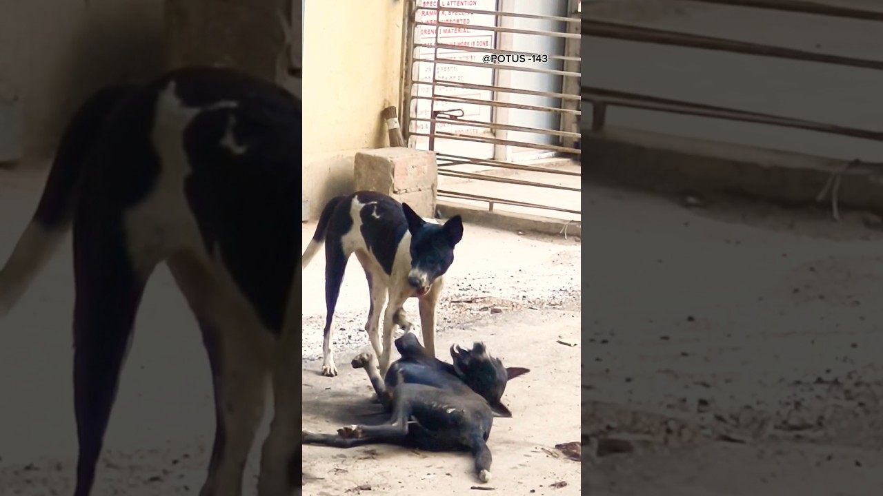 Dog counter beats 🐶 