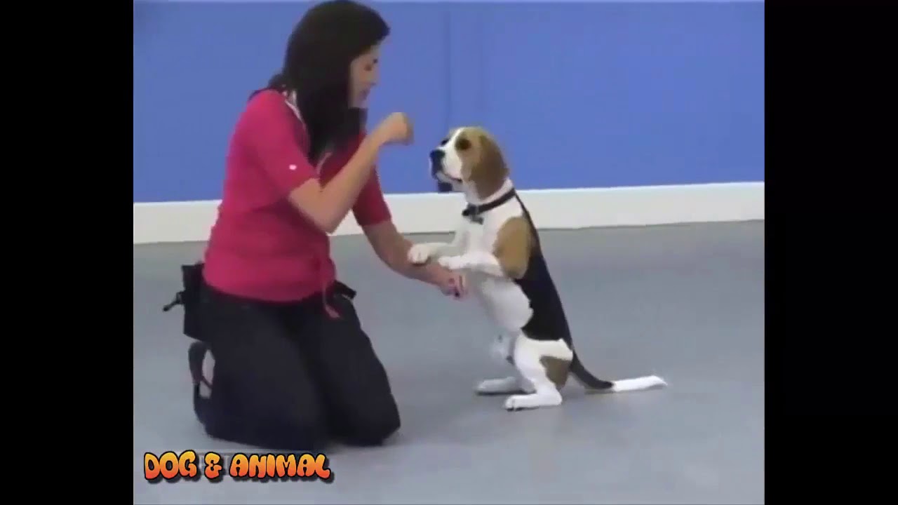 Best Trained And Discipline Dogs Videos Compilation 2016 Dogs Training