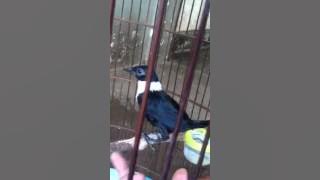 Burung bilbong pendeta / moli-moli