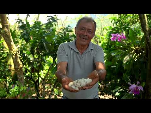 Cacao por esmeraldas: La transformación del campo en Quípama, Boyacá | Magnífica Región Trece T4