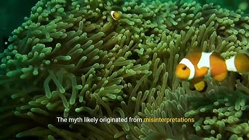 Debunking The Goldfish Memory Myth: Do They Really Have A 3 Second Memory?