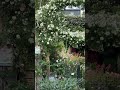 黒田邸はやっぱり凄かった 　#庭園 #garden #男の庭 #個人邸 #オープンガーデン #バラ