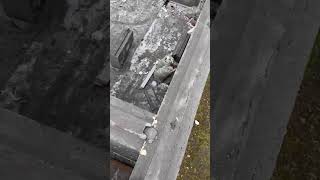 Мегаблоки из ПОЛИСТИРОЛБЕТОНА, Строительство Дом под ключ! Завершение 4-го дня, Своими Руками!