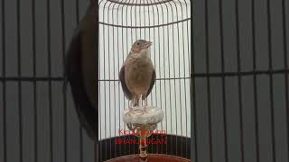 Indahnya Suara Kicau Burung Branjangan Isian Full