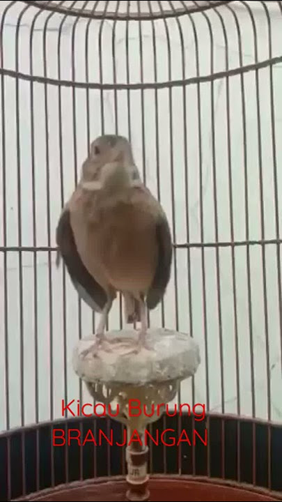 Indahnya Suara Kicau Burung Branjangan Isian Full