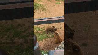 Intense standoff Between Two Bears at Wildlife Park
