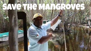 Visit the Mangroves in San Crisanto Yucatan Mexico