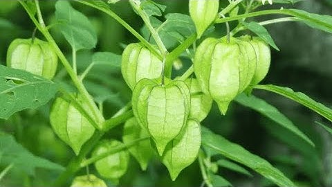 Phân biệt rau Tầm Bóp với cây Thù Lù đực