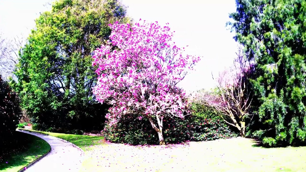 Lanhydrock. Cornwall