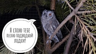 Would you like to have a cute little scops owl? Don't want any more