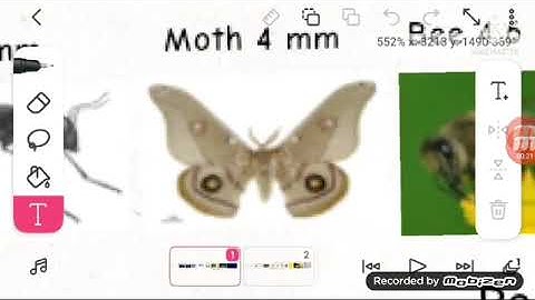 ULTIMATE Size Comparison 2022 (Part 6) 1 mm - 9 cm 3D 4K 60FPS
