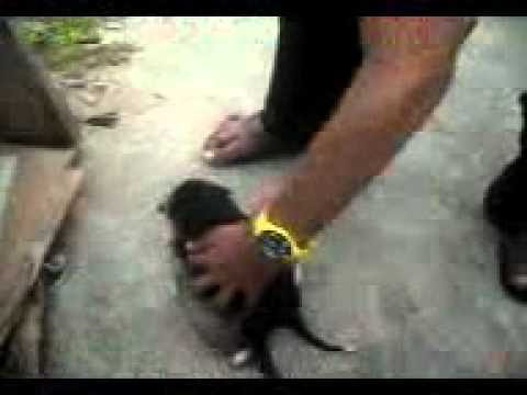 cachorro fudendo.3gp - YouTube