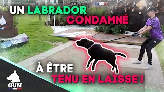 UN LABRADOR CONDAMNE À ÊTRE TENU EN LAISSE !