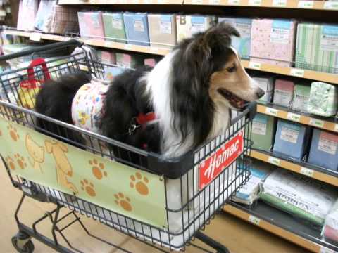 わが輩はエル♪(あり)