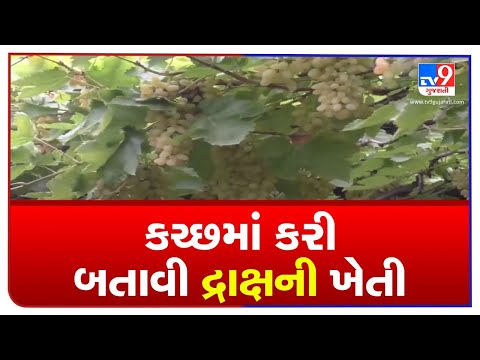 Farmers start cultivation of grapes in Kutch | TV9News