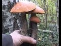Осень грибы прут !