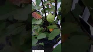 Download Lagu Sholawat Munjiyat dari Ust. YusufMansur #ustadYusufMansur #ShalawatMunjiyat MP3