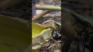 Ta jaszczurka ma fioletowy język ! 😳 #lizard #gady #reptile #jezyk
