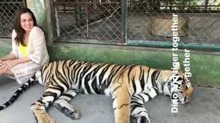 Fuhh Bahaya Gilerr Nelydia Senrose Bermain Dengan Harimau