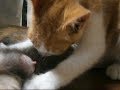 大きくなってもお母さんのお乳が恋しい子猫ちゃんKitten drinking mother's milk【いなか猫１８８１】japanese funny cat