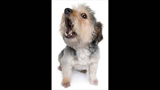 Dog Barking Sound Effects