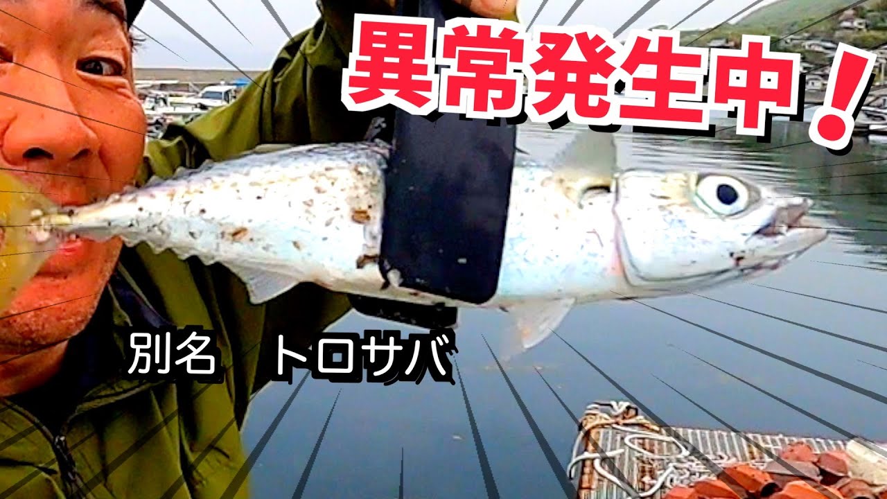 50cmオーバーも出た大サバ祭りが大荒れw