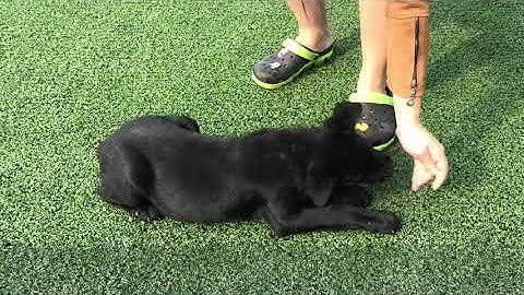 Thử huấn luyện mông cộc/ tứ đại quốc khuyển Việt Nam.