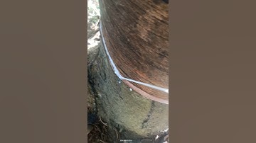 Technique of scraping the barkto receive tree sap farming rubber tree garden
