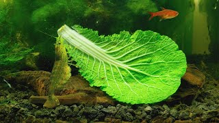 #8 Volcano Filter Tank  Shrimps Eating Cabbage for 3 Hours in 4K