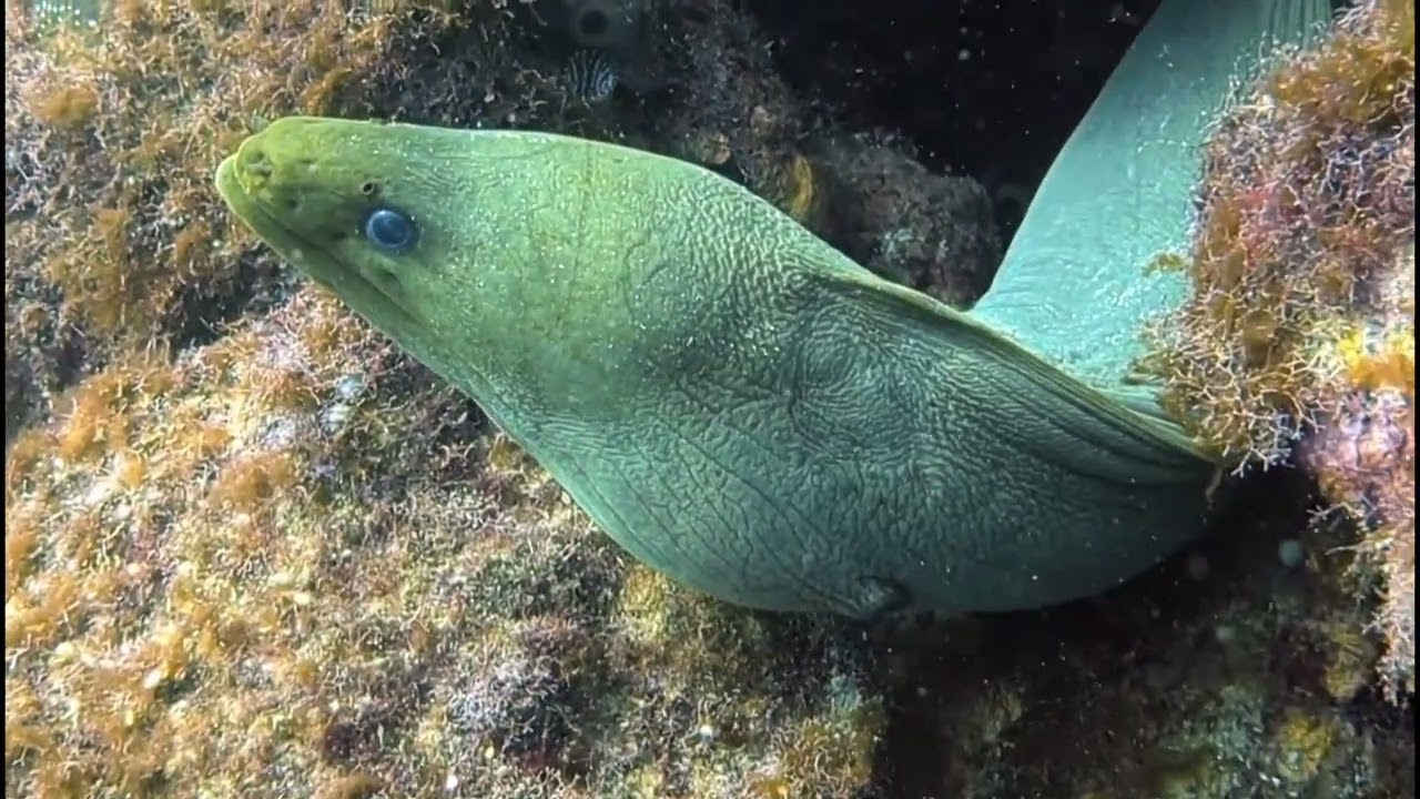 Diving Central America Ep 4