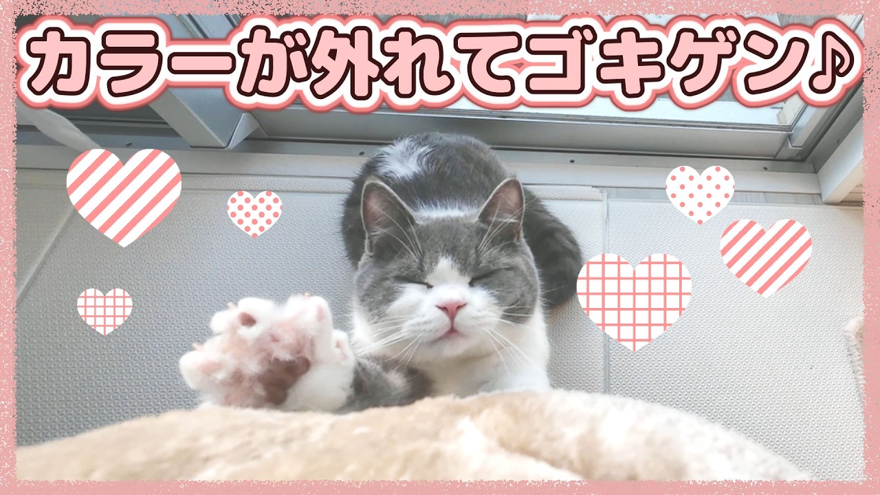 去勢後のエリザベスカラーが外れて自由を満喫する猫